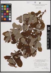 Foto von Salix caprea L.